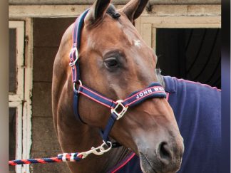 John Whitaker Padded Headcollar
