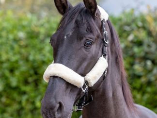 LeMieux Comfort Headcollar