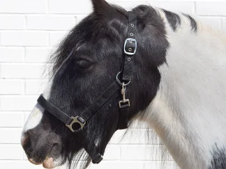 BitZ Everyday Headcollar Black